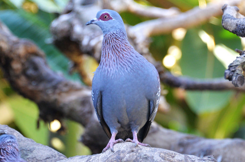 World of Birds Wildlife Sanctuary.